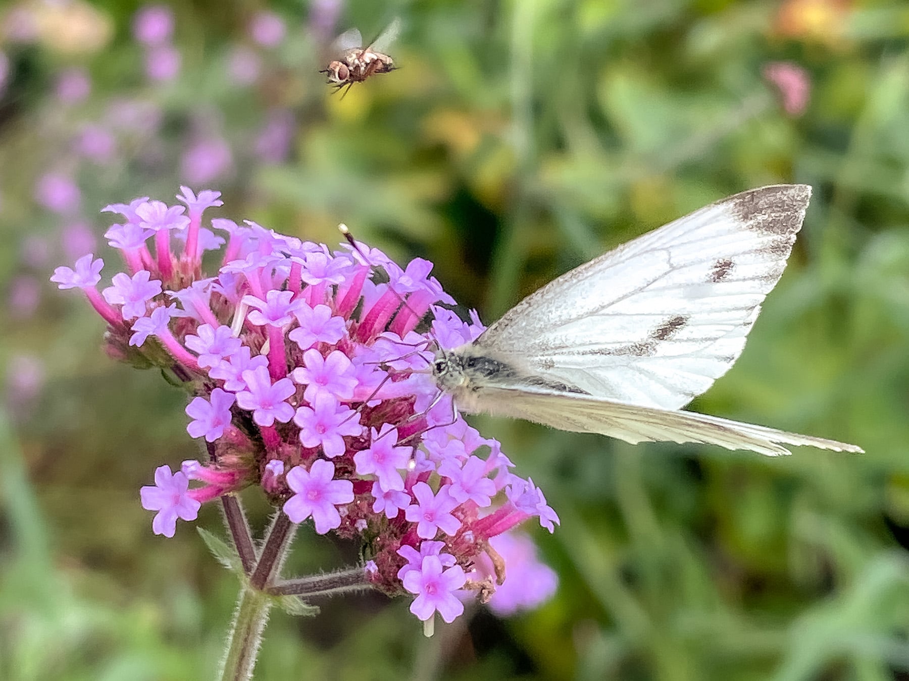 Verbena met insecten