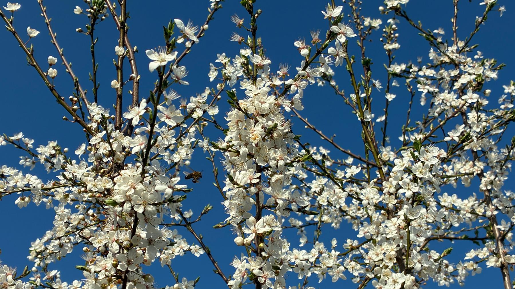 Bloeiende kerspruim - Prunus cerasifera