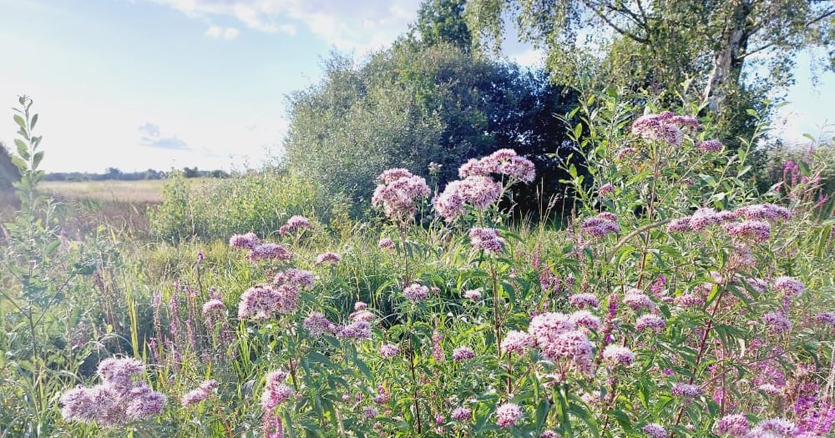 Inheemse planten