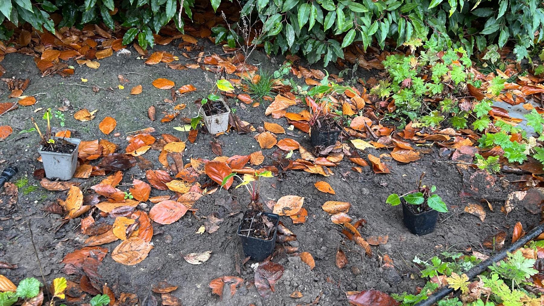 Vaste planten uitzetten